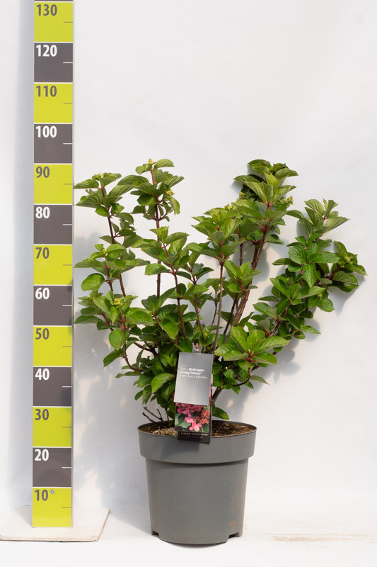 Hydrangea paniculata 'Living Infinity' C 12, D 30 cm
