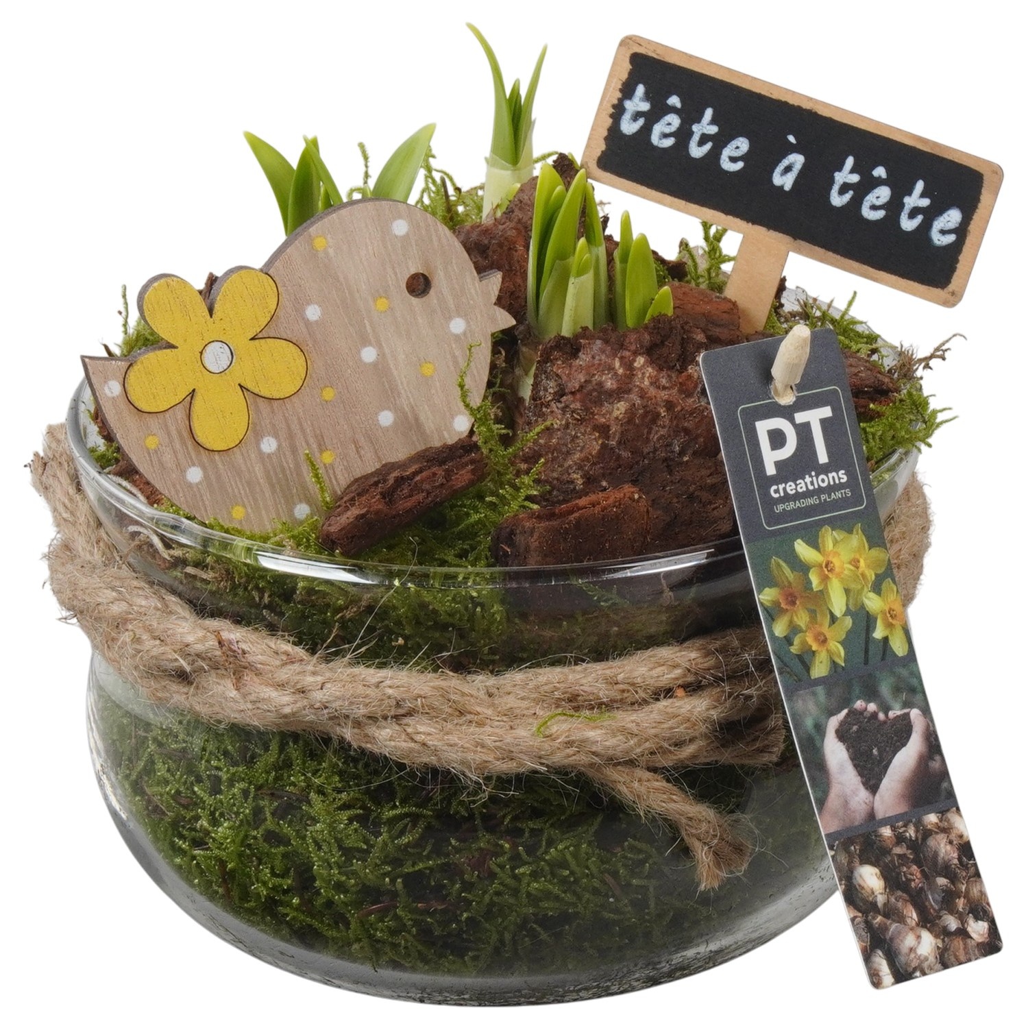 PTN8748 Arrangement Narcissus in glas schaal, D 16