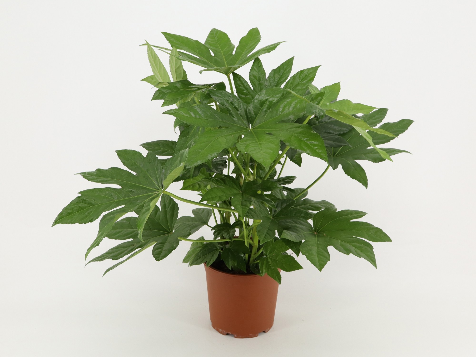 Fatsia Japonica, D 21 cm