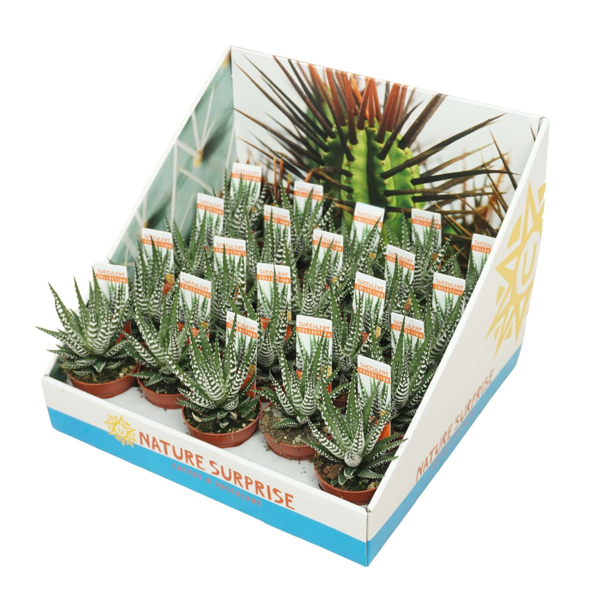 Haworthia big band 5,5 cm in presentatiedoos, D 5,5