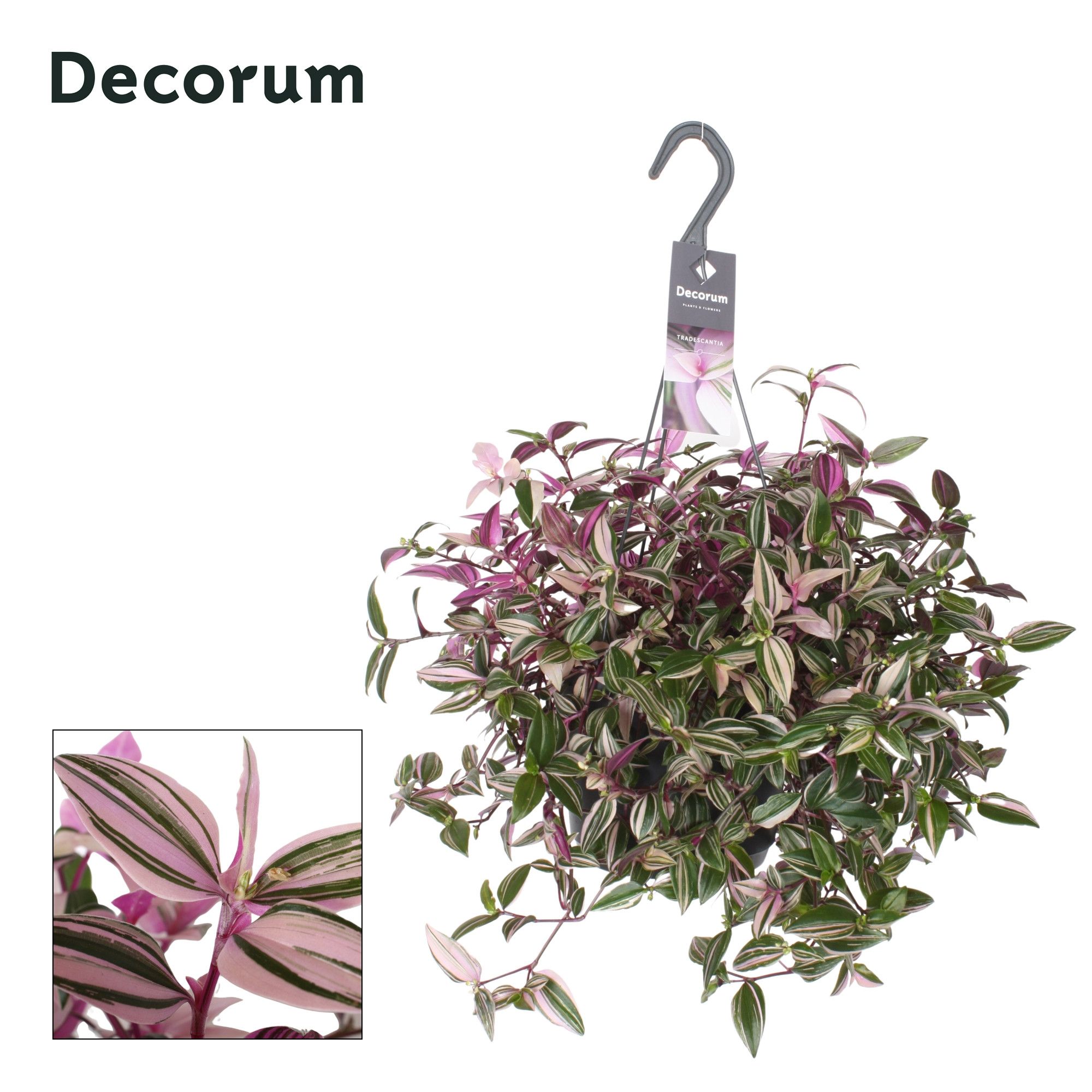 Tradescantia Fluminensis Quadricolor, D 17