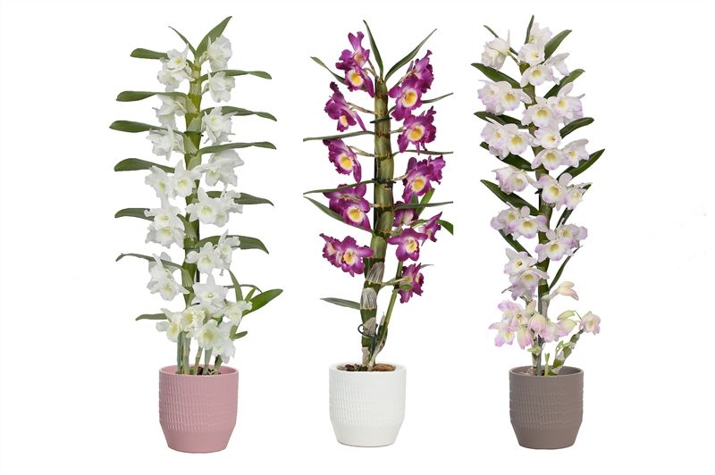 Tirza p12 scores mix Dendr Nobile mix 1T07+tros regular, D 12