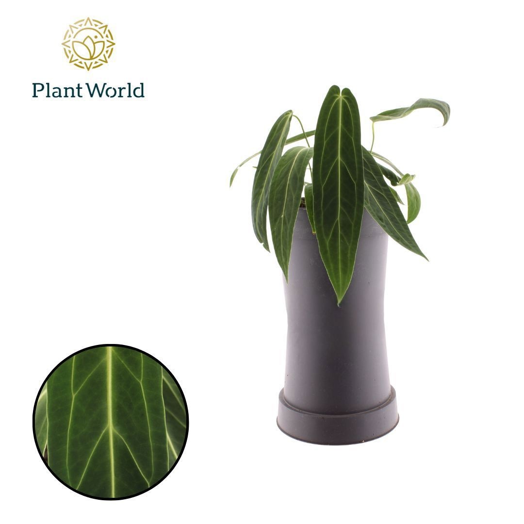 Anthurium Warocqueanum, D 19