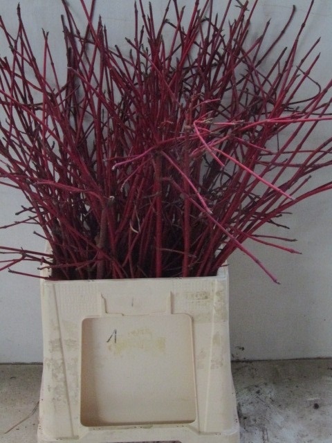 Корнус Альба Сиберика 80, шт.