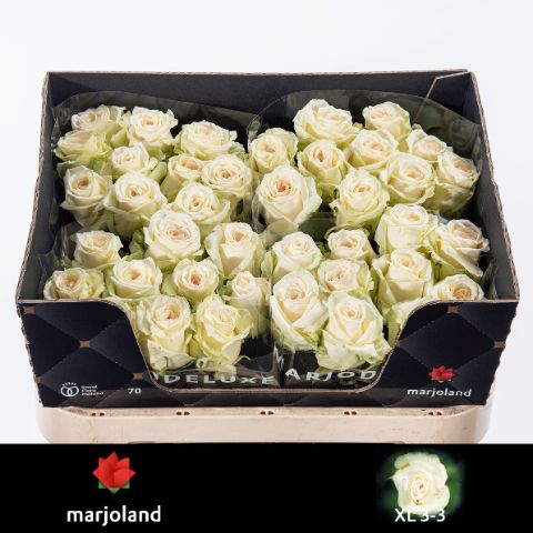 Роза од. Доломити 70, шт.