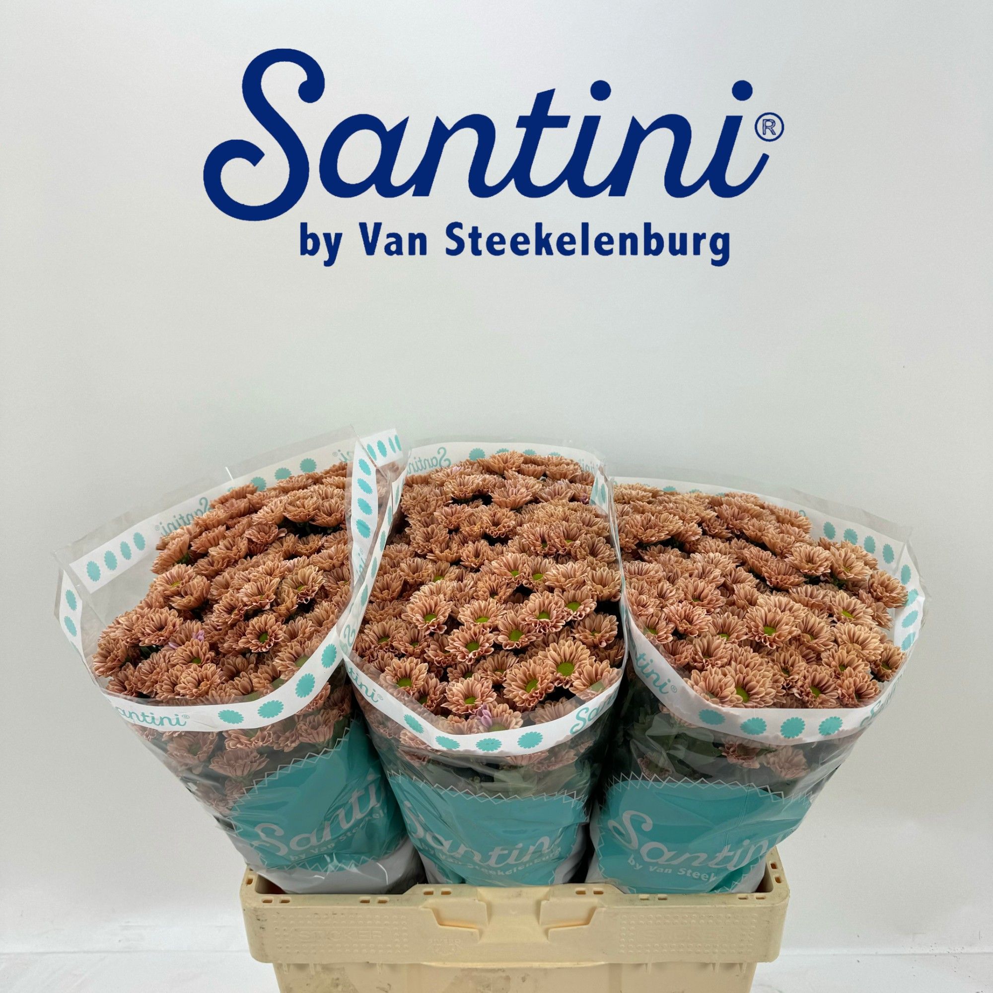 Сантини Кайндли Салмон, шт.