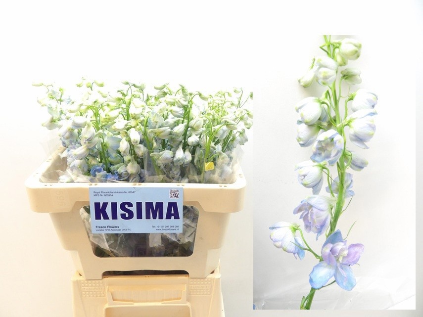 Дельфиниум дв. Мэджик Фонтейн Скайблю Вайтби 50, шт.