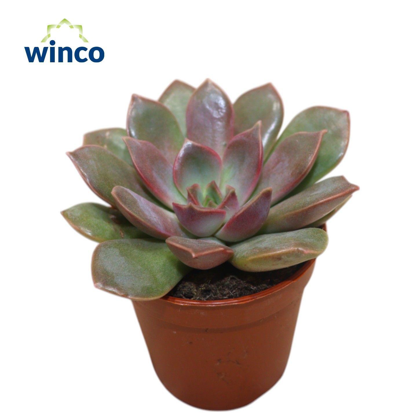 Echeveria Mina, D 5,5 cm