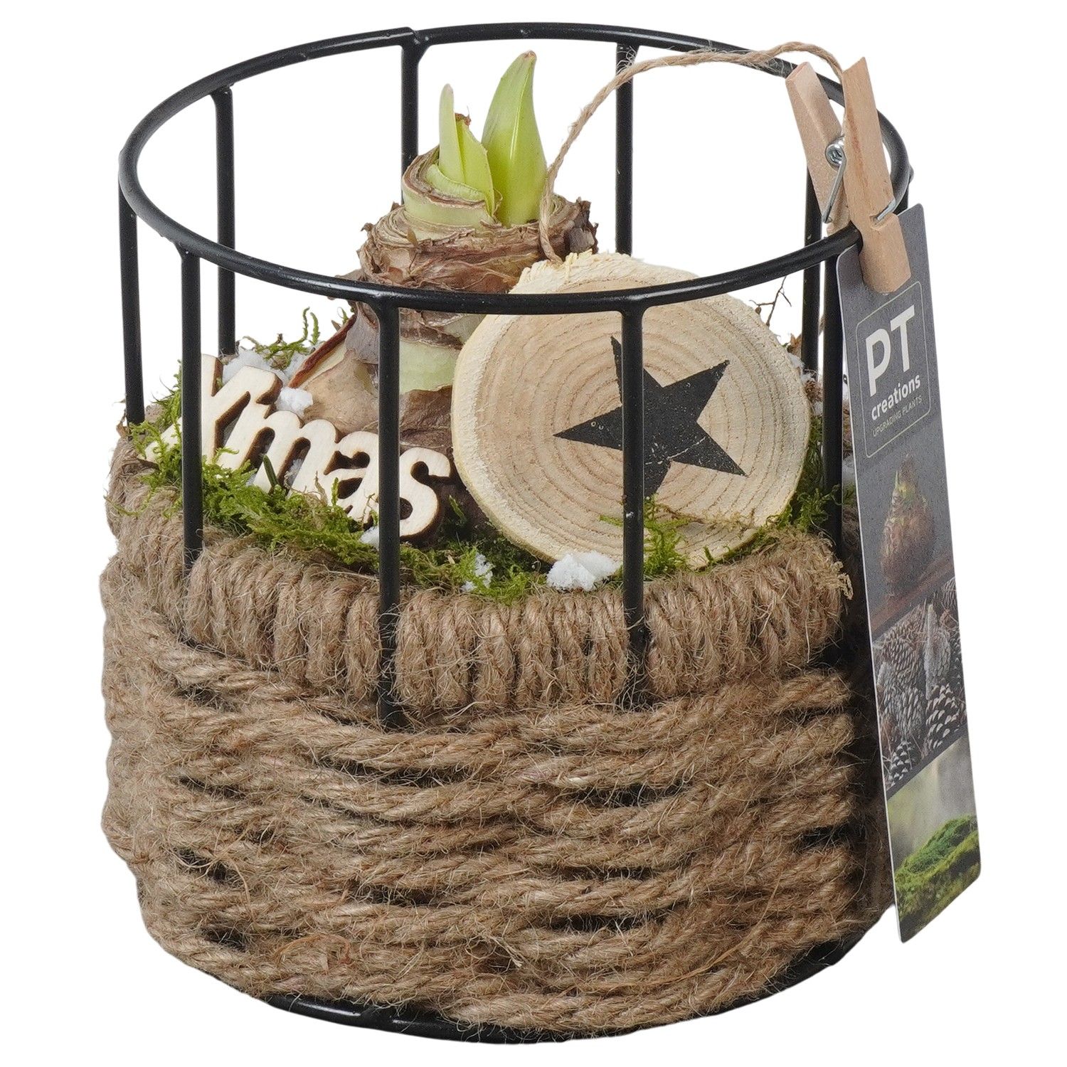 PTACH5901 Arrangement Amaryllis Christmas in touw mand met metaal, D 12 cm
