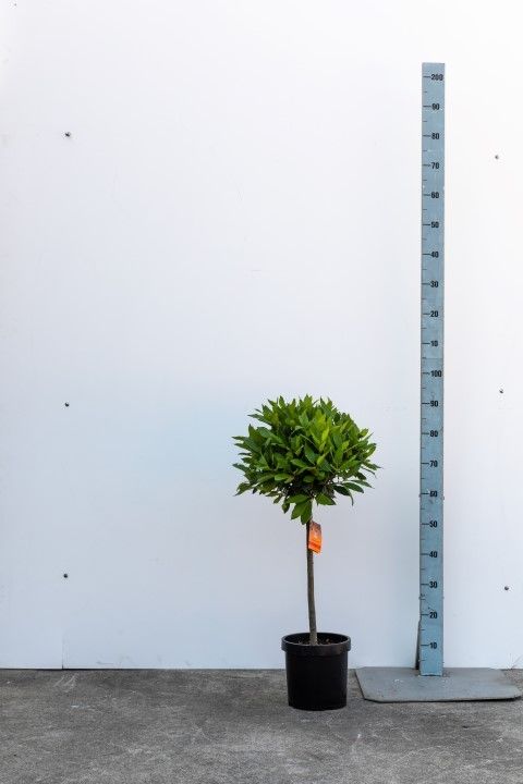 LAURUS NOBILIS BOL OP 1/4 STAM 30/35 p20, D 20