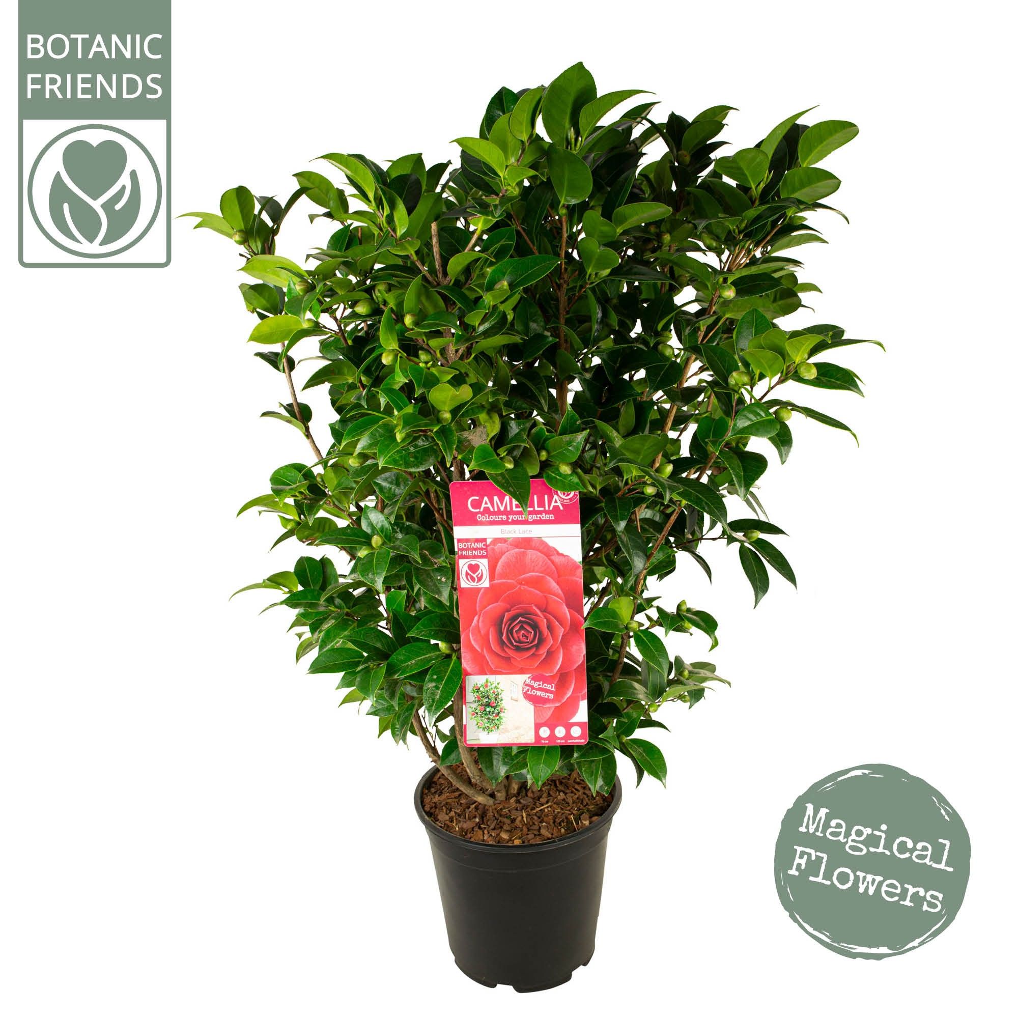 Camellia jap. 'Black Lace', D 29 cm Camellia jap. 'Black Lace', D 29 cm