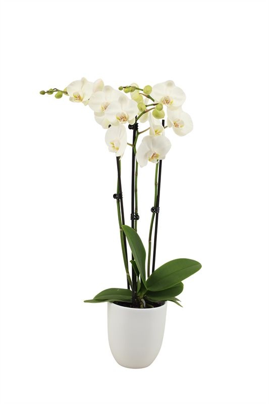 Hugo p12 white Phal white 3T18+, D 12