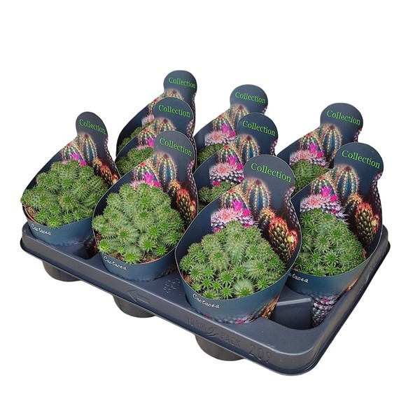 EUPHORBIA SUSANNAE - POT Ø 10,5 - COLLECTION WITH POTCOVER (SUCCULENTEN), D 10,5 cm