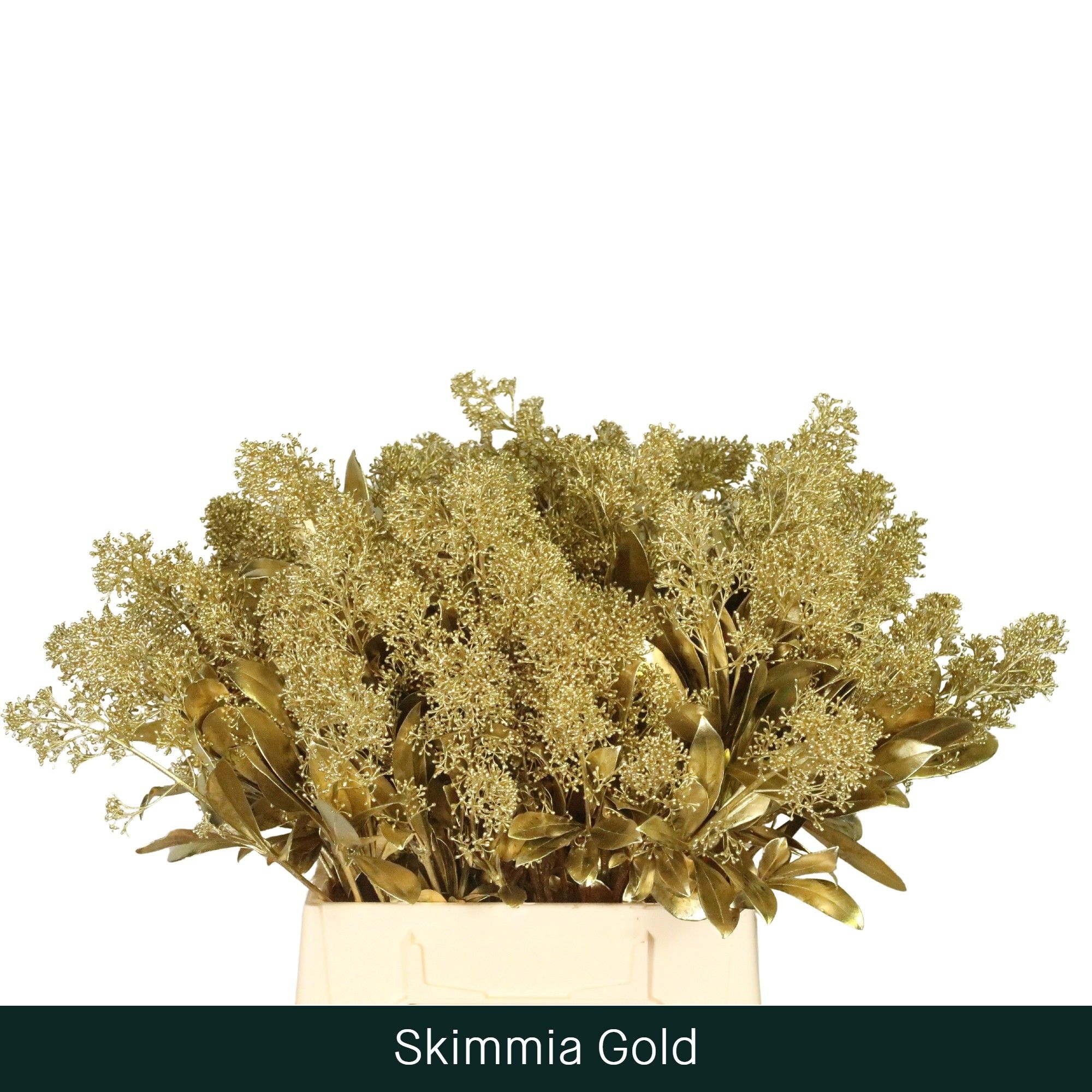 Скимия Овериг крашеный за пучок (краш. ) 45, пуч.