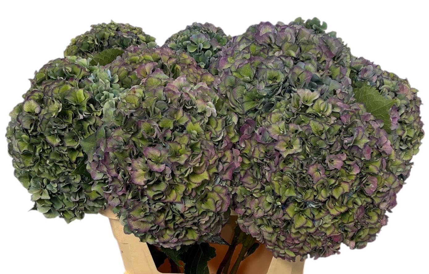 Гортензия Роял Парад Классик 50, шт.