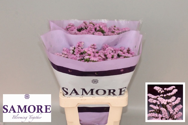 Статица Розелла Сан Бердс 60, шт.