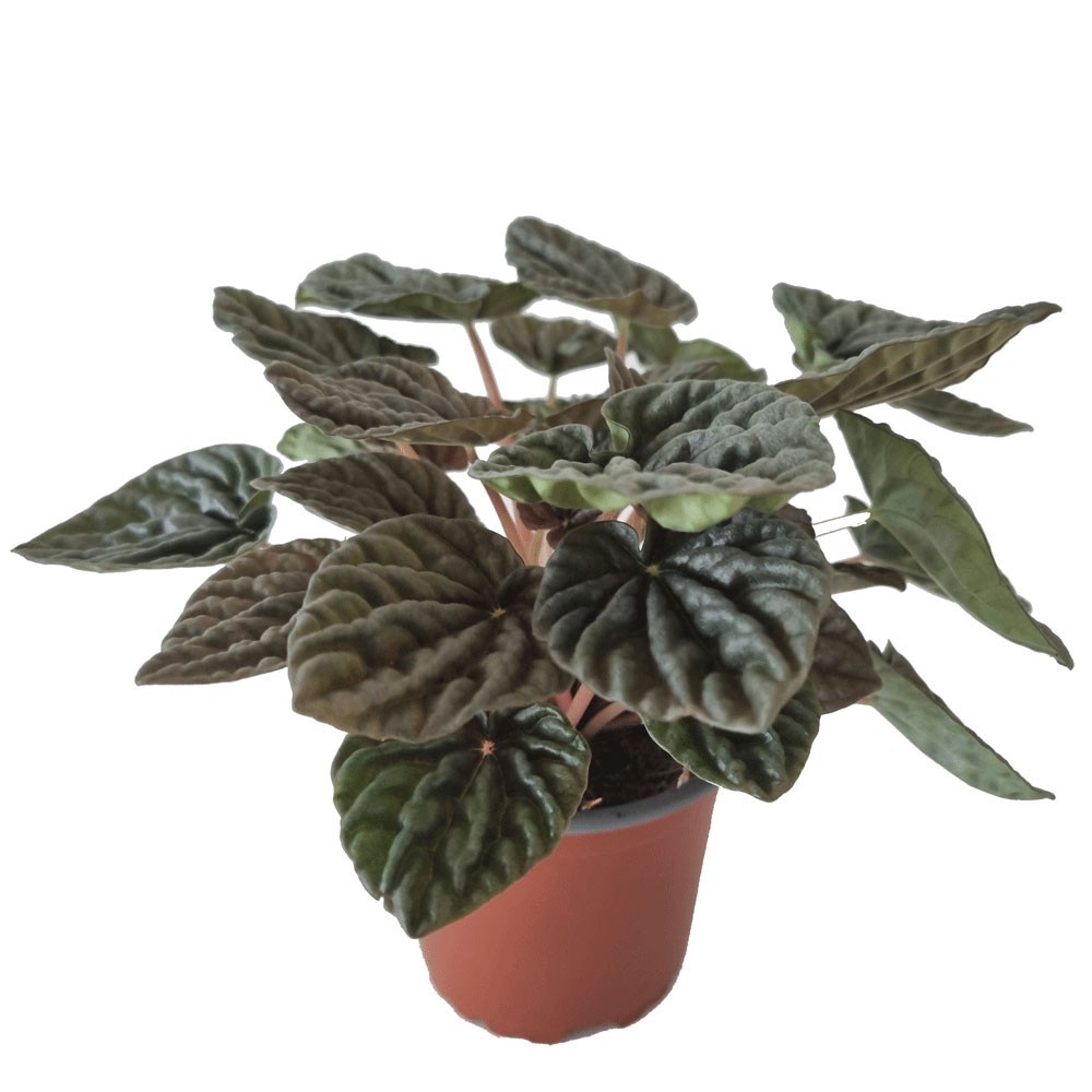 PEPEROMIA CAPERATA 'WEISS BURGUNDER', D 11 cm PEPEROMIA CAPERATA 'WEISS BURGUNDER', D 11 cm