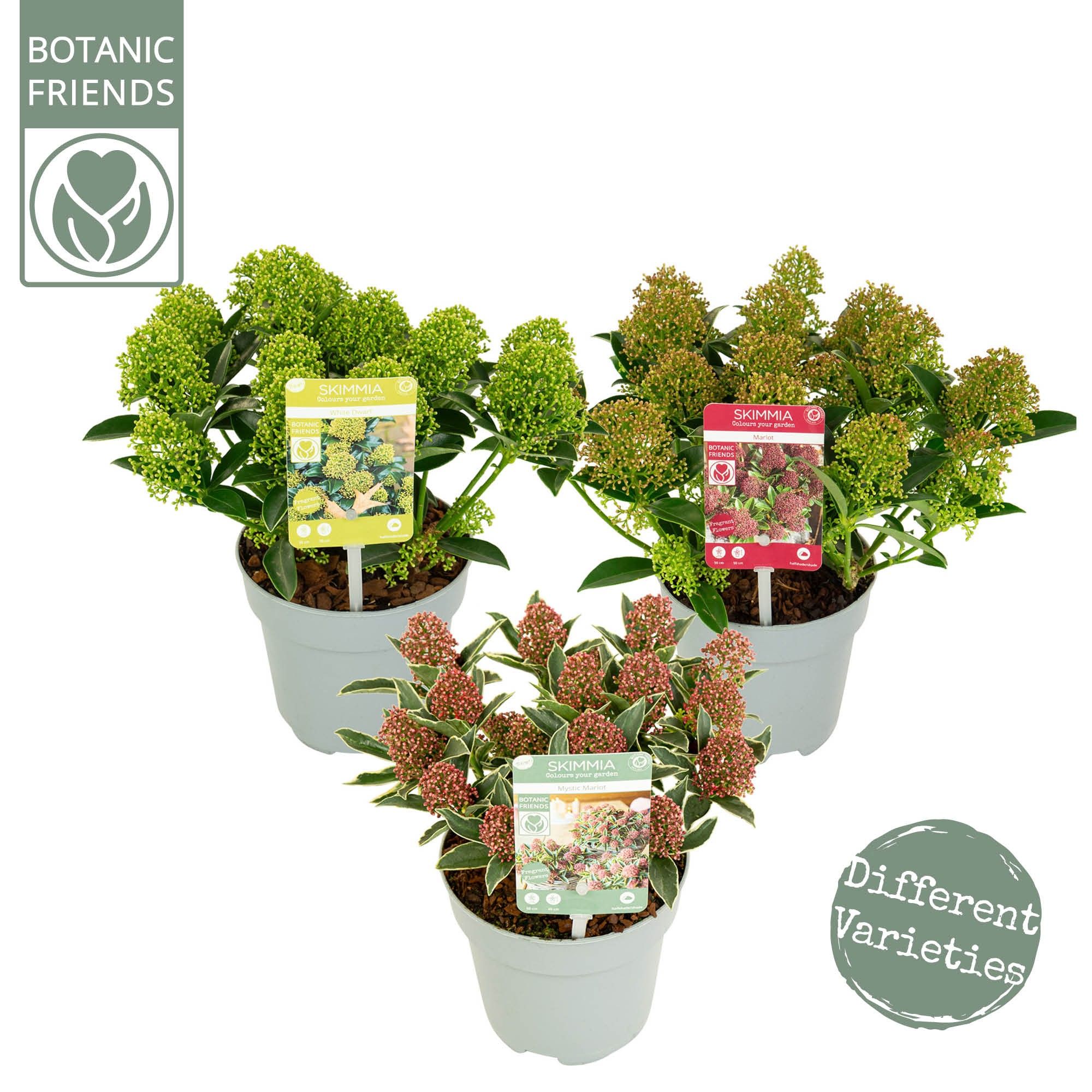 Skimmia japonica 'Mix' 8+bloem, D 13 cm