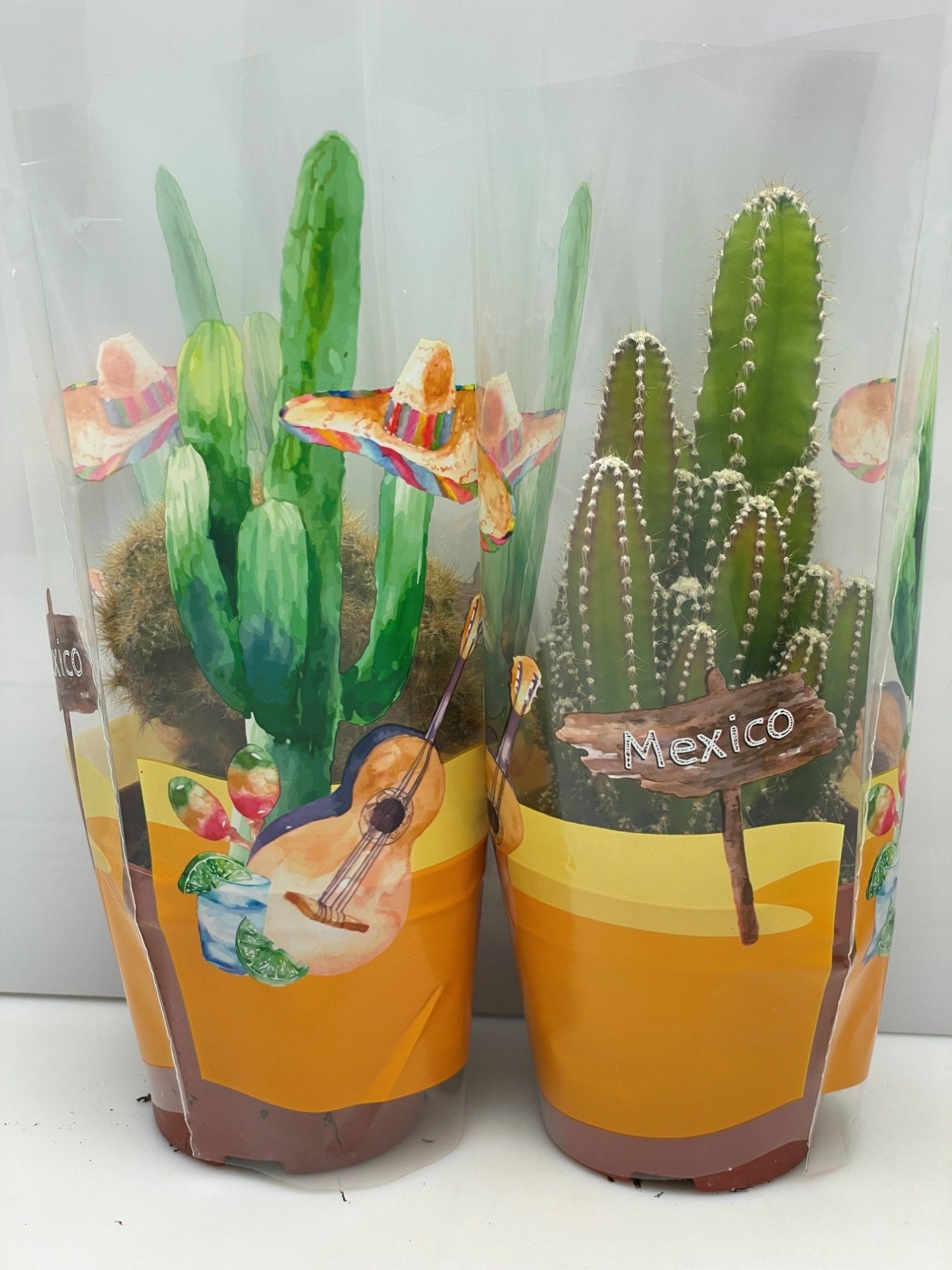 2229 Cactus in mexicohoes 8,5 cm, D 8,5