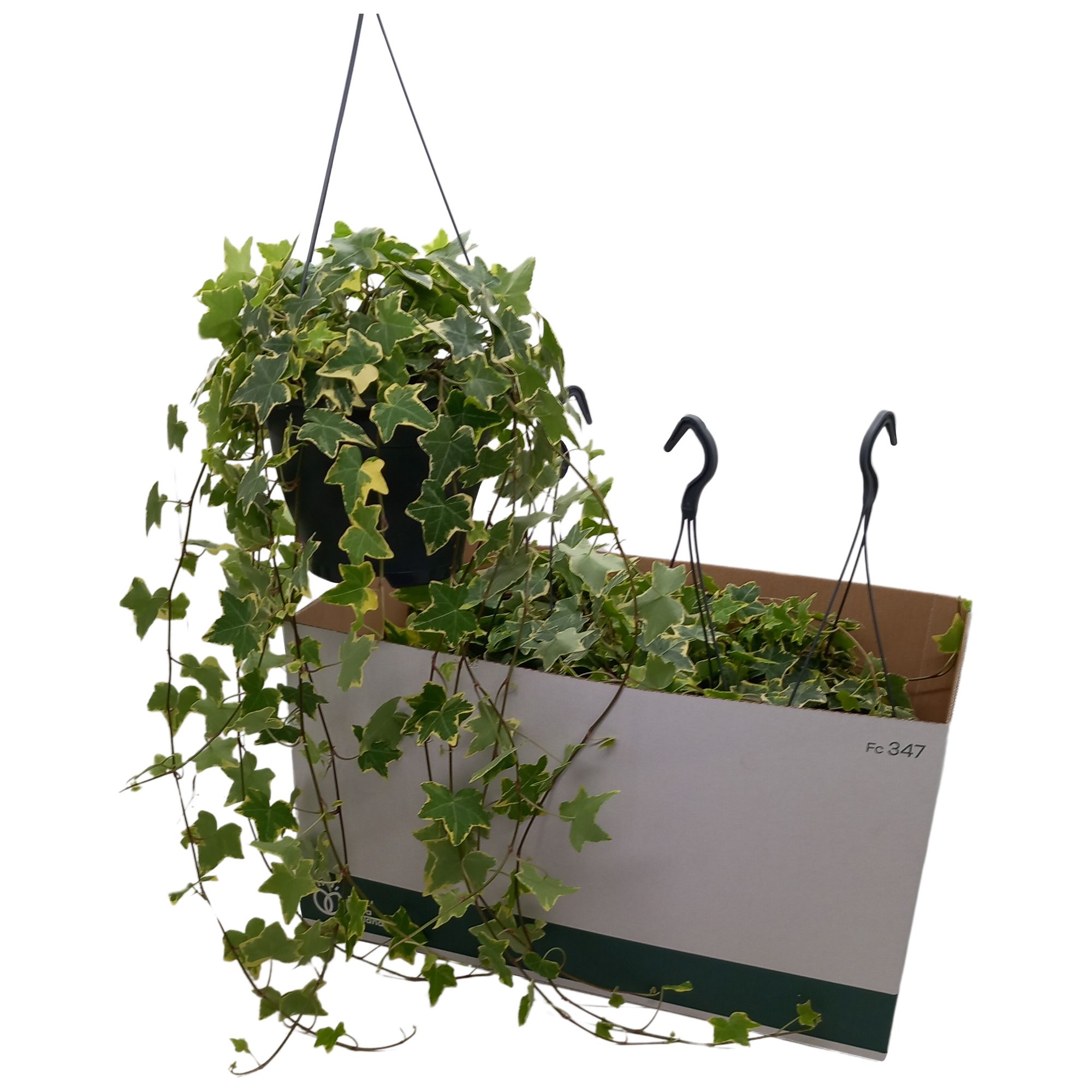 Hedera helix 'Gold Child', D 19