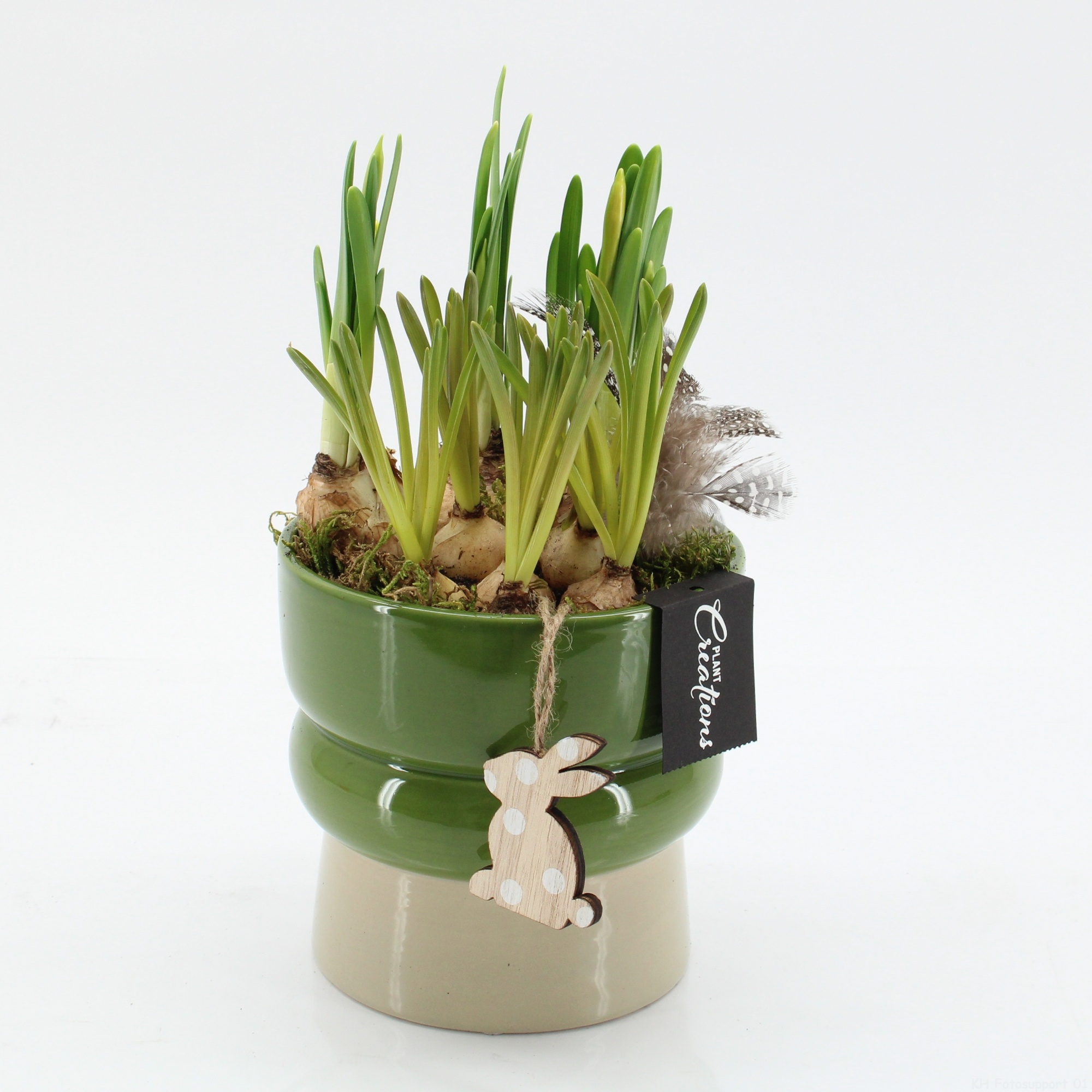 PNCR-2643 Paas narcis creatie, D 14