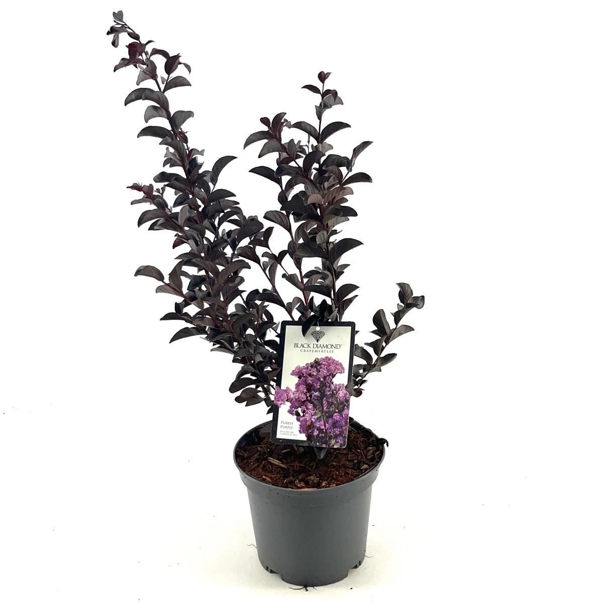 Lagerstroemia Black Solit. Series, D 19
