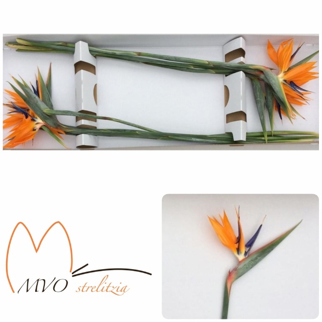 Стрелиция Регина Оранж (оранж.) x10, шт.