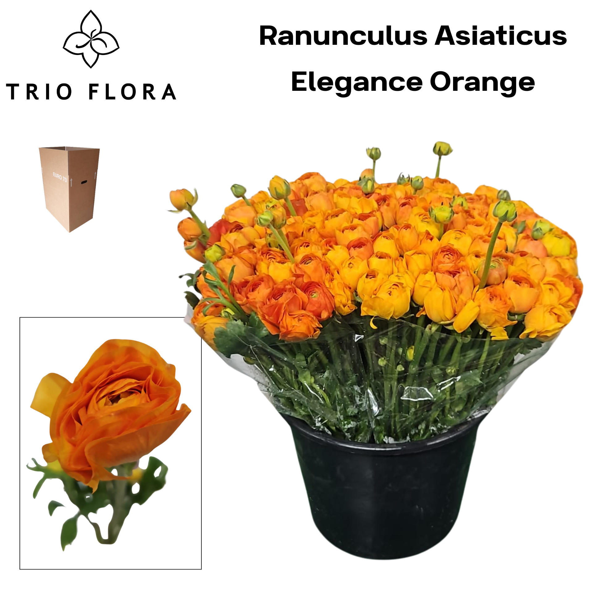 Ранункулус Элеганс Оранж 40 (оранж.), шт.