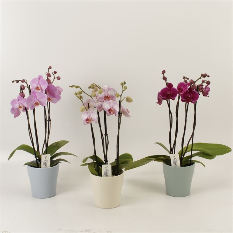 Phalaenopsis gemengd 4 tak gemengd shorty in zomer keramiek, D 12 cm