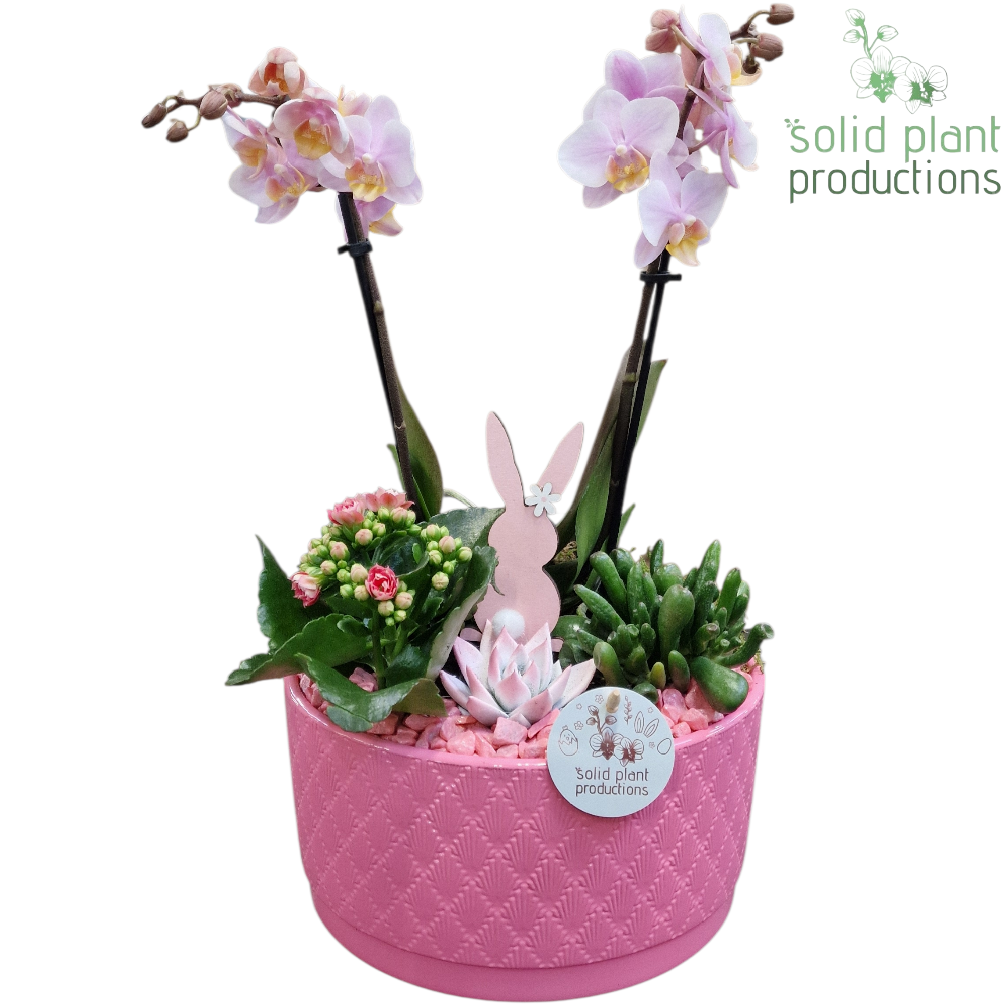PE004 Stella Pink Easter, D 22