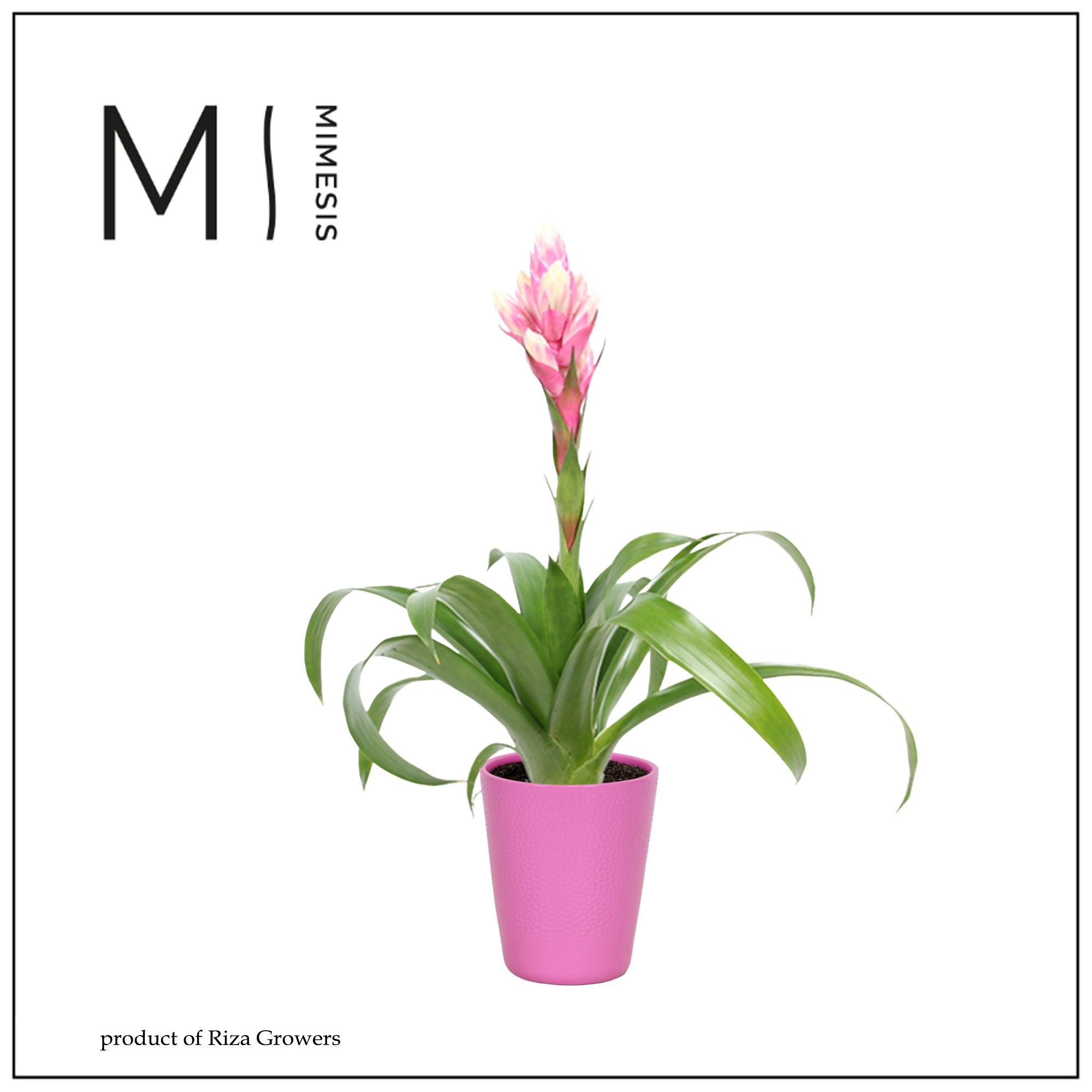 Guzmania Rockyflower Candy - 13cm in Florence | Mimesis, D 13