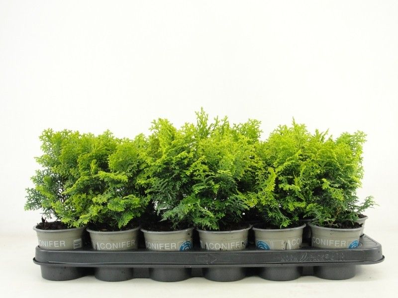 Chamaecyparis obtusa 'Melody', D 9