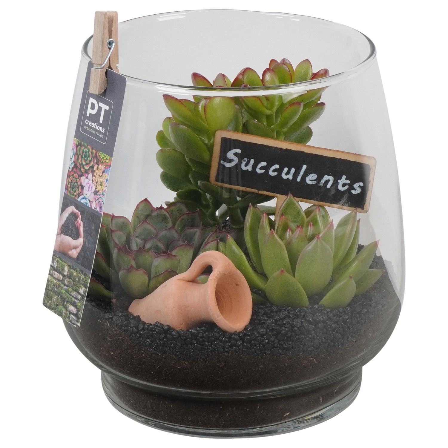 PTSU8411 Arrangement Succulenten in glazen vaas, D 16