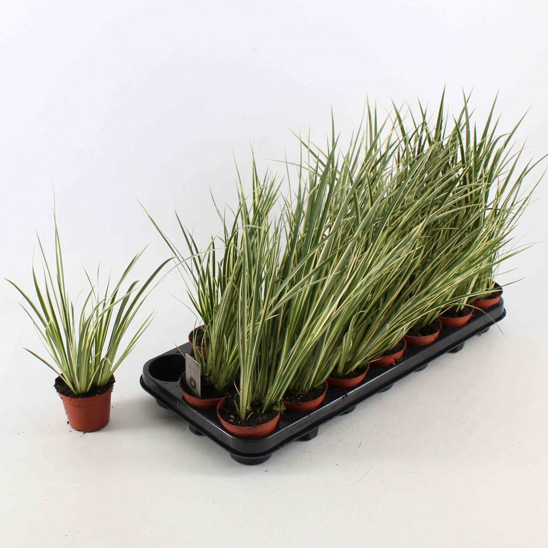 Acorus calamus 'Variegatus', D 8