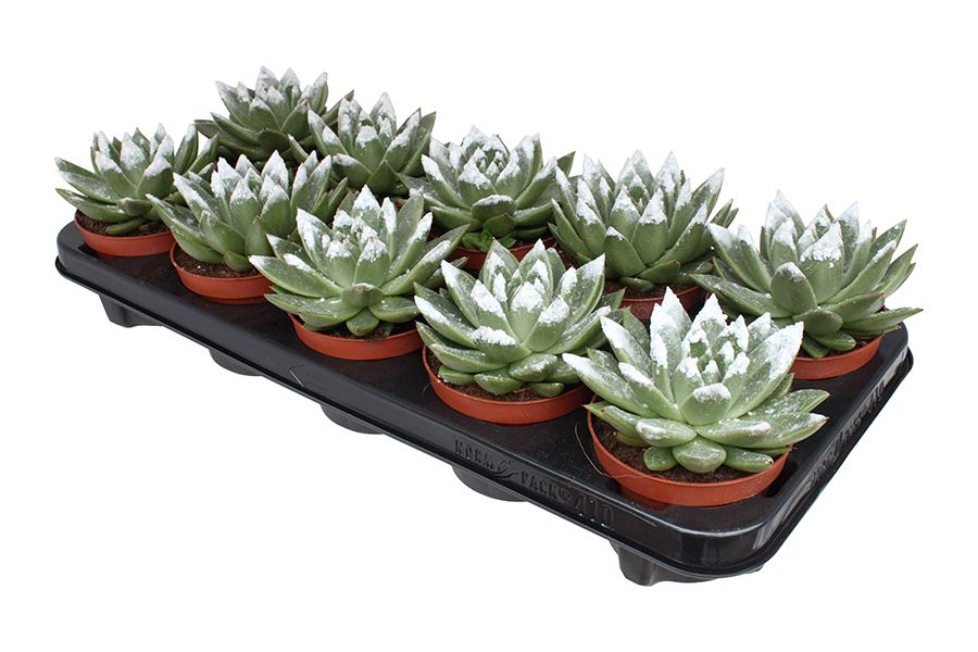 Miranda + snowy tips, D 10,5