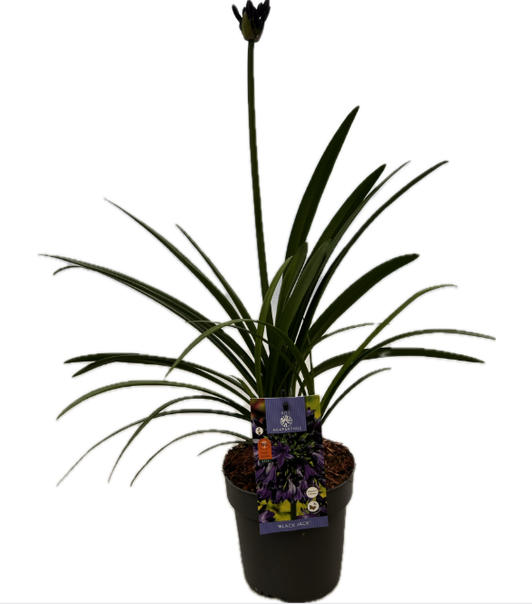 Agapanthus 'Black Jack' P17 EVERGREEN, D 17