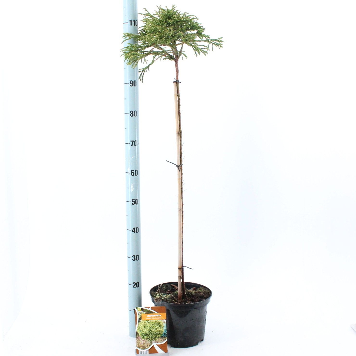 Cryptomeria j. ‘Little Champion' - 120 stam, D 26