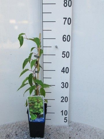 Actinidia arg. Issai 40-50 P14, D 14