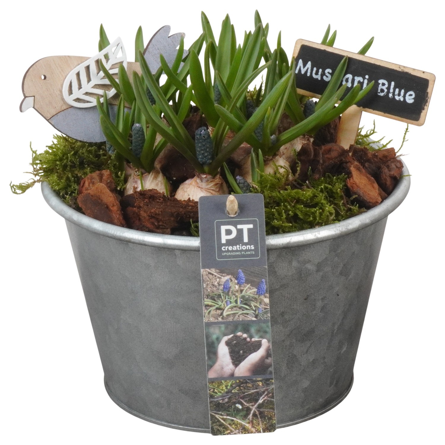 PTMB6183 Arrangement Muscari Blue in zink pot, D 19