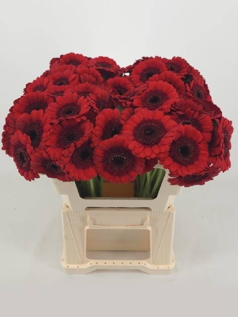 Гермини Рэд Руби, шт.