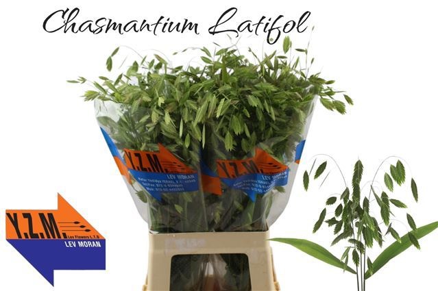 Хасмантиум Латифолиум 70, шт.