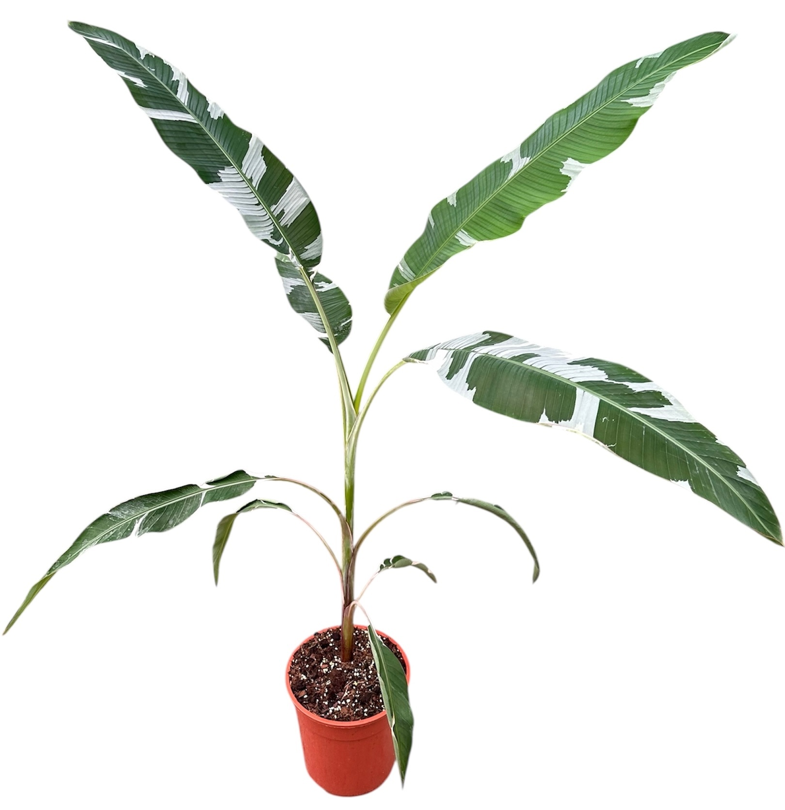 Musa Florida, D 27
