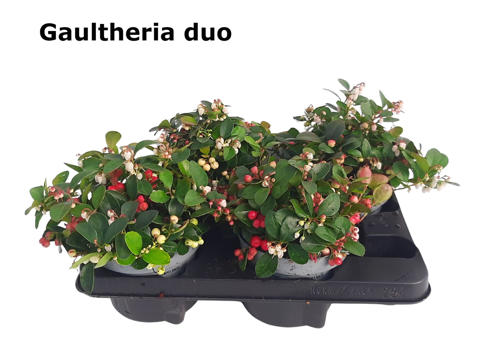 Gaultheria 14 cm DUO rode en witte bes, D 14 cm