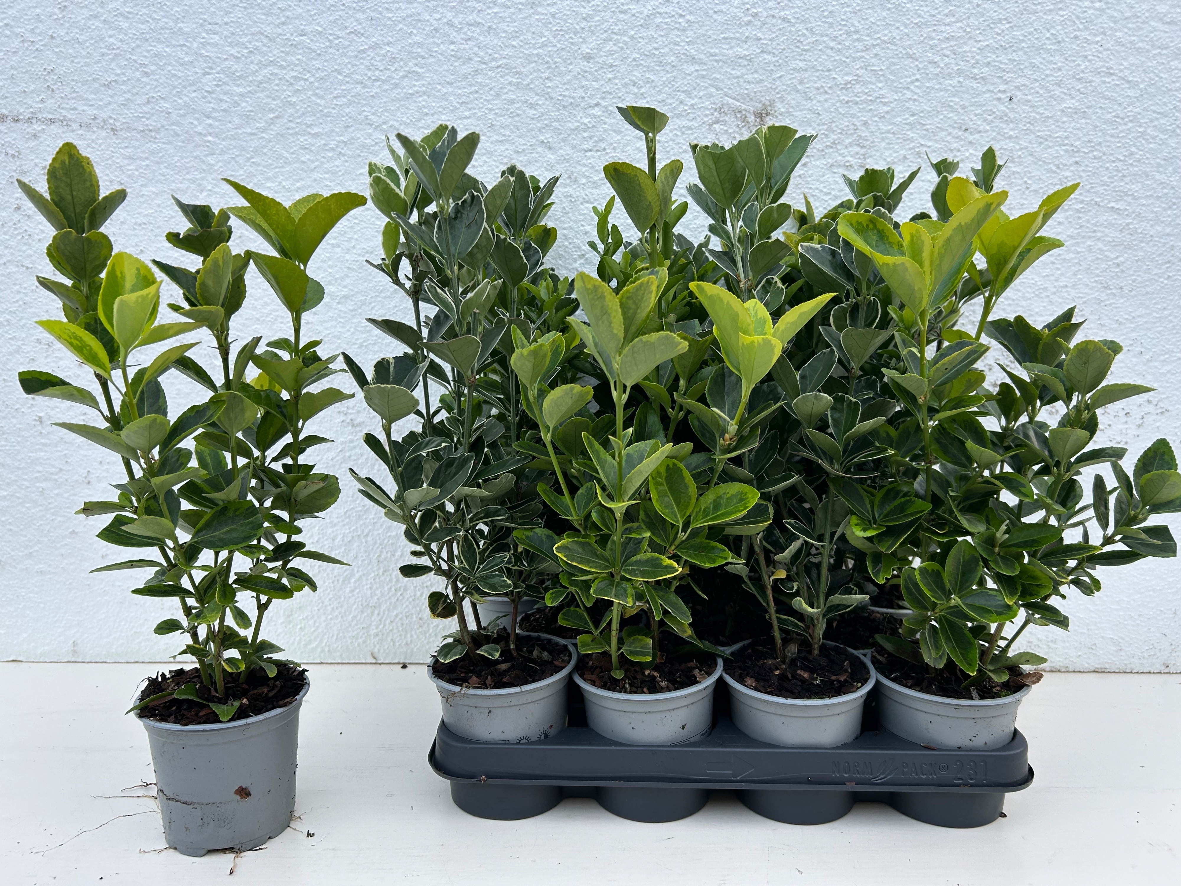 Euonymus japonicus gemengd, D 10,5