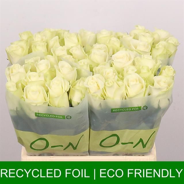 Роза од. Сноусторм+ 40, шт.