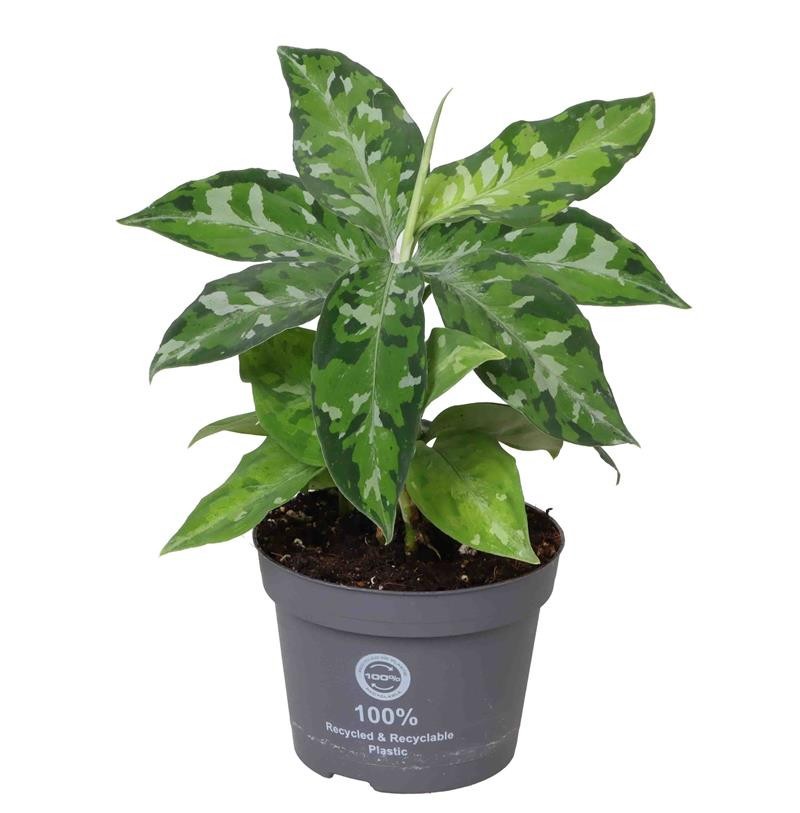 AGLAONEMA COMMUTATUM 'TRICOLOR', D 11