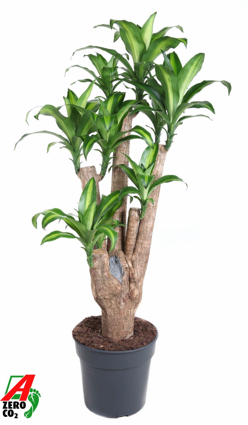 Massangeana vertakt P31 - 3ft, D 31