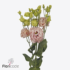 Эустома Алисса Пич 70 (сальм.), шт.