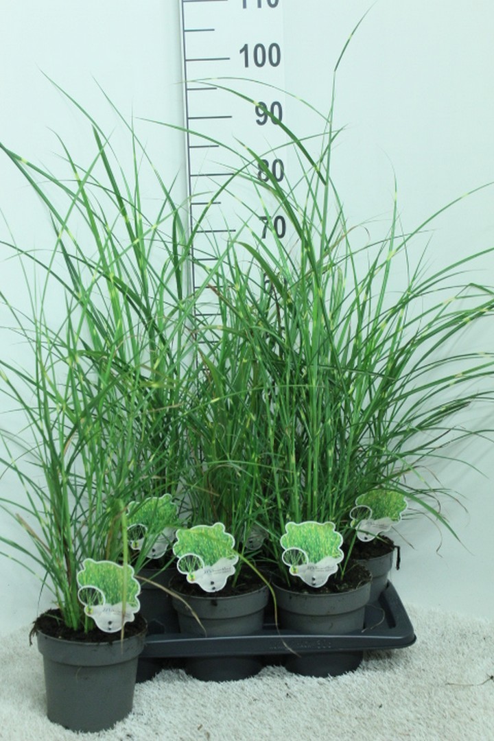 Miscanthus sinensis 'Strictus' P17, D 17