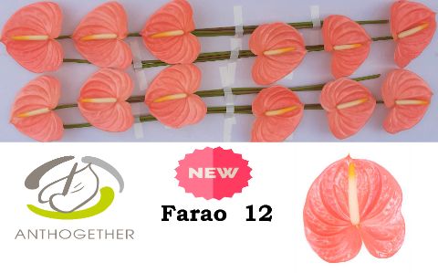 Антуриум Фарао (оранж.) x12, шт.